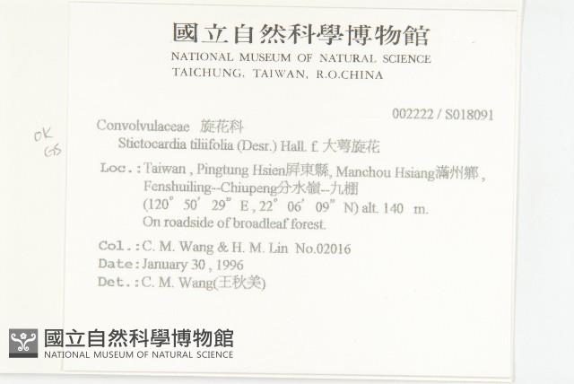 大萼旋花藏品圖，第2張