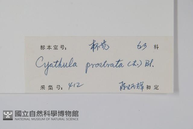 假川牛膝藏品圖，第2張