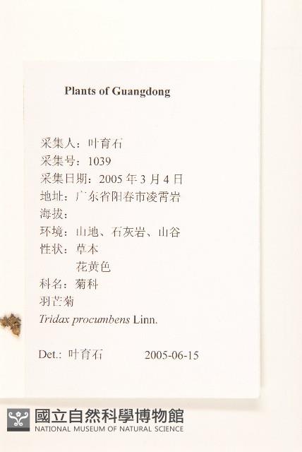 長柄菊藏品圖，第2張