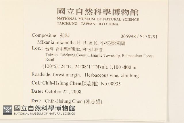 小花蔓澤蘭藏品圖，第2張