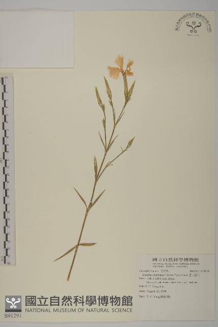 玉山石竹藏品圖，第1張