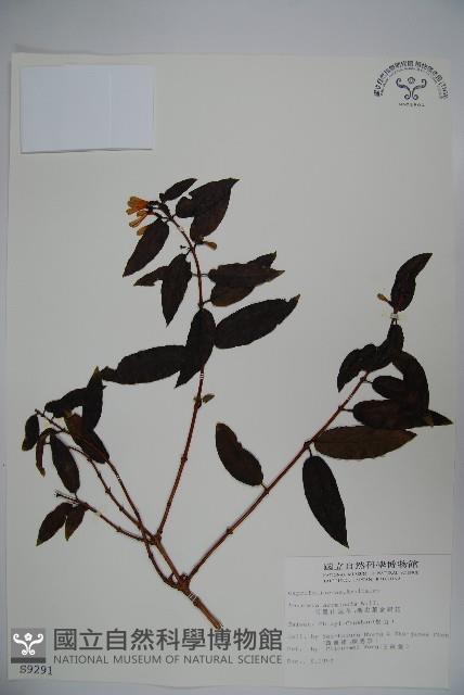 阿里山忍冬、漸尖葉忍冬藏品圖，第1張