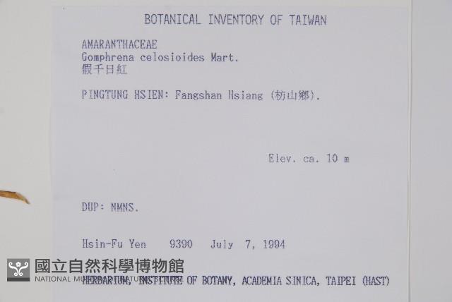 假千日紅藏品圖，第2張