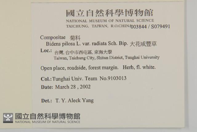 大花咸豐草藏品圖，第2張