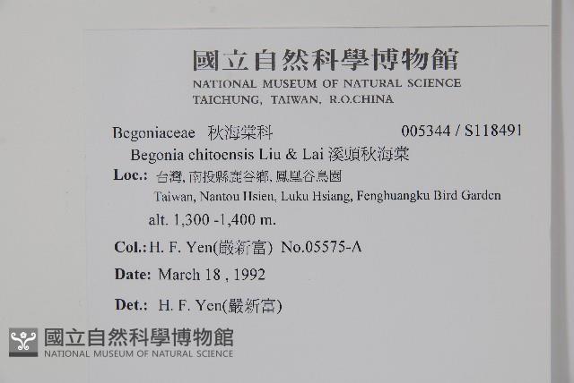 溪頭秋海棠藏品圖，第2張