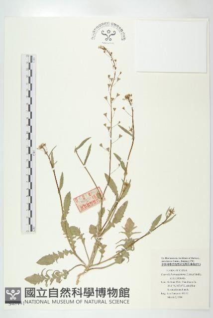 薺藏品圖，第1張