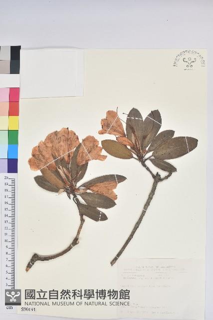 玉山杜鵑藏品圖，第1張