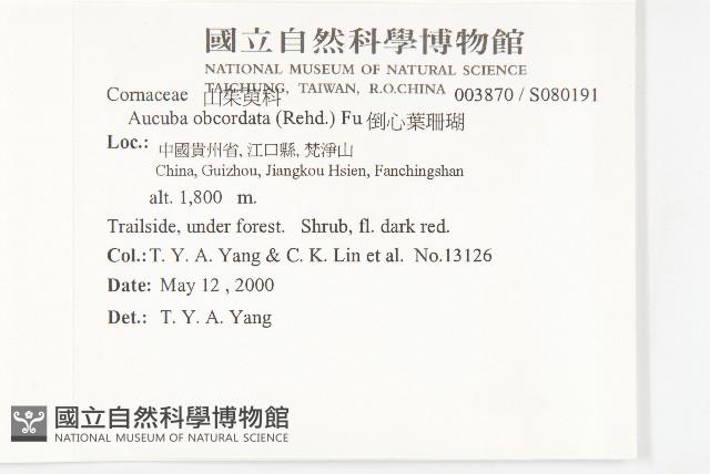 倒心葉珊瑚藏品圖，第2張