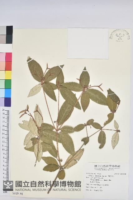 裡白巴豆藏品圖，第1張