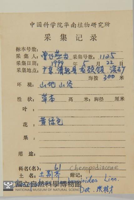 臭杏、土荊芥藏品圖，第2張