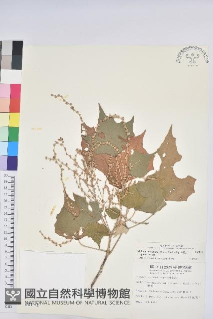 白匏子藏品圖，第1張