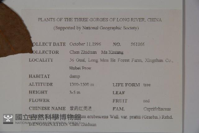 紫藥紅莢迷藏品圖，第2張