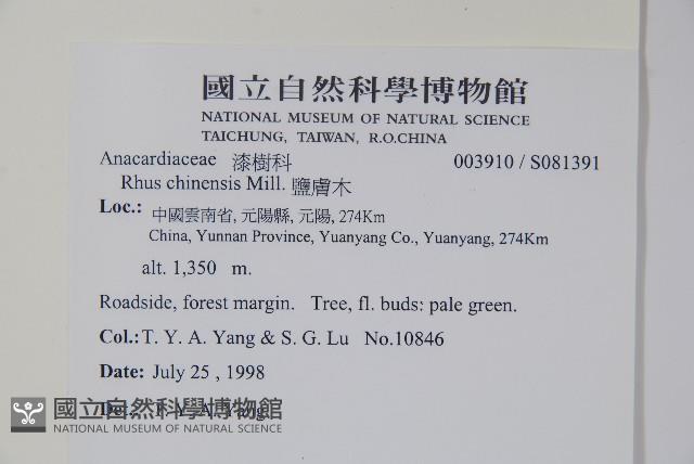 鹽膚木藏品圖，第2張