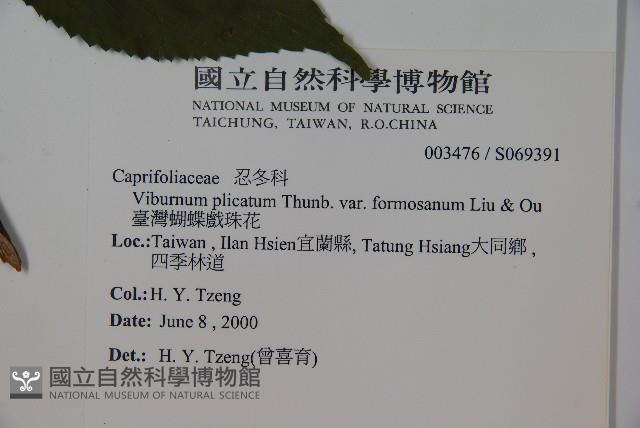 臺灣蝴蝶戲珠花、臺灣蝴蝶花藏品圖，第2張