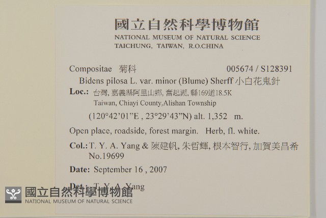 小白花鬼針藏品圖，第2張