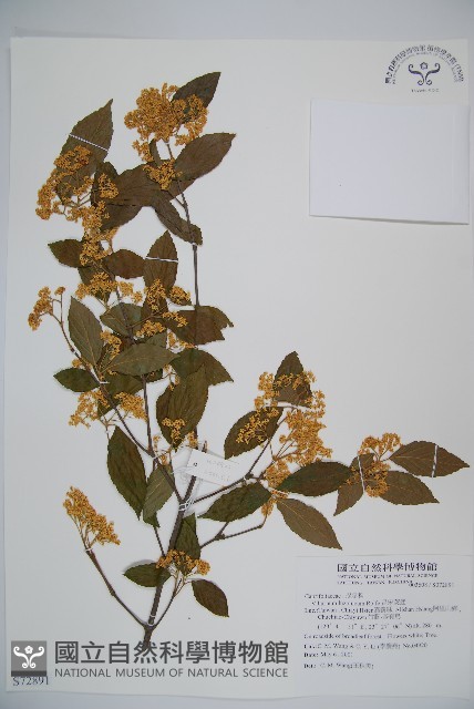 呂宋莢迷藏品圖，第1張