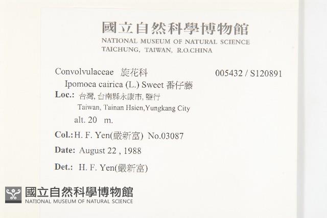 番仔藤藏品圖，第2張