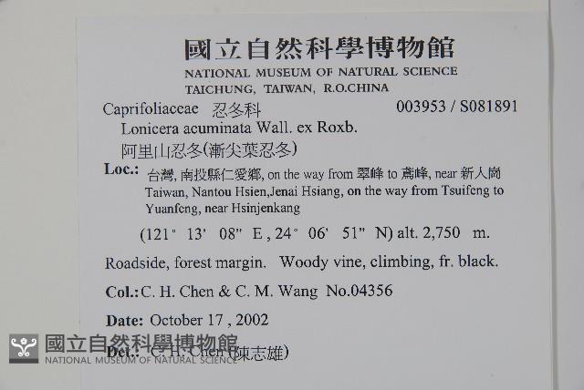 阿里山忍冬、漸尖葉忍冬藏品圖，第2張