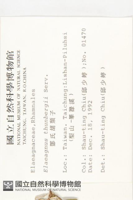 鄧氏胡頹子藏品圖，第2張