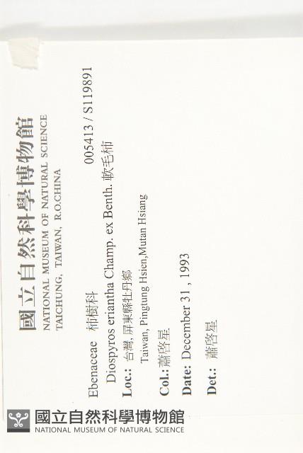 軟毛柿藏品圖，第2張