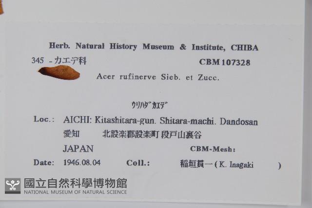 褐脈槭藏品圖，第2張