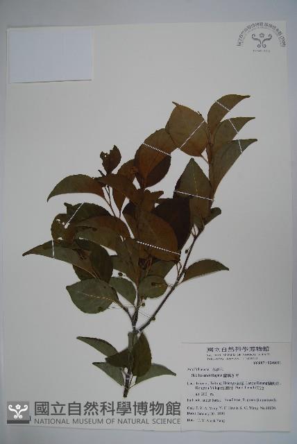 草野氏冬青藏品圖，第1張