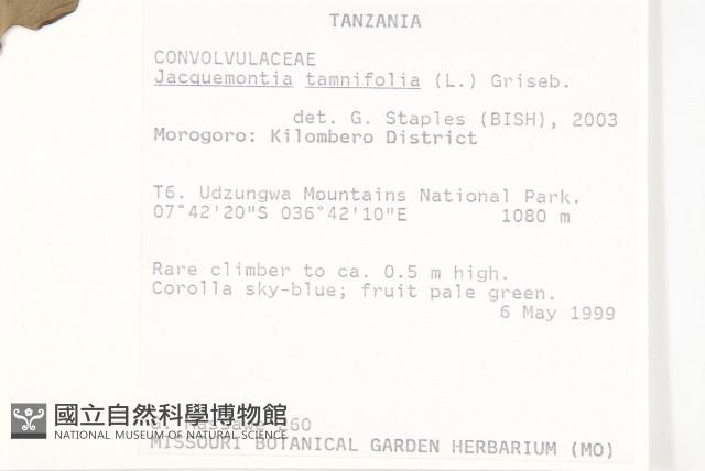 長梗毛娥房藤藏品圖，第2張