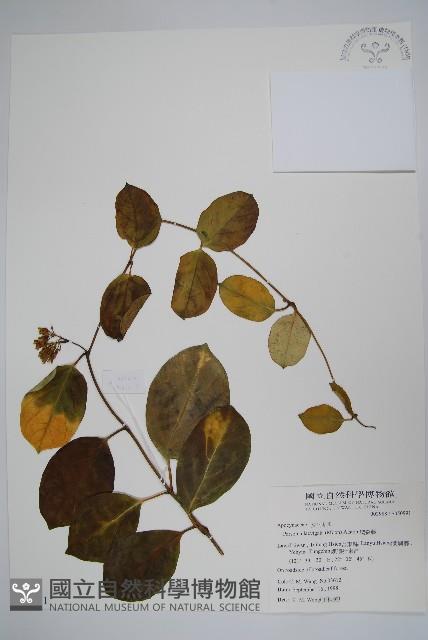 爬森藤藏品圖，第1張