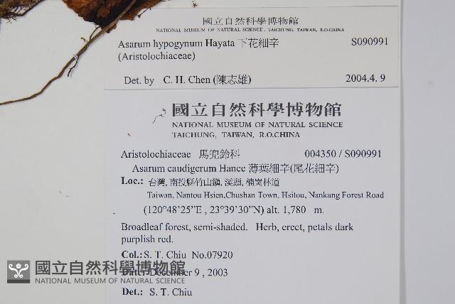 下花細辛藏品圖，第2張