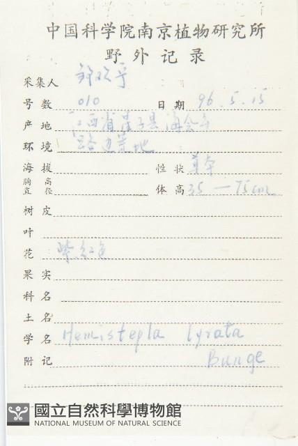 泥胡菜藏品圖，第2張