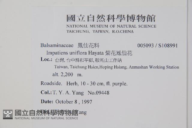 紫花鳳仙花藏品圖，第2張