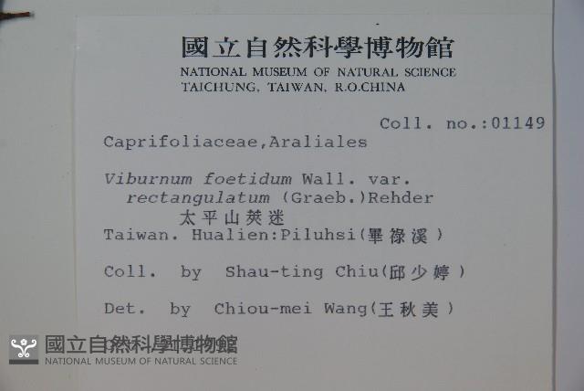 狹葉莢迷藏品圖，第2張