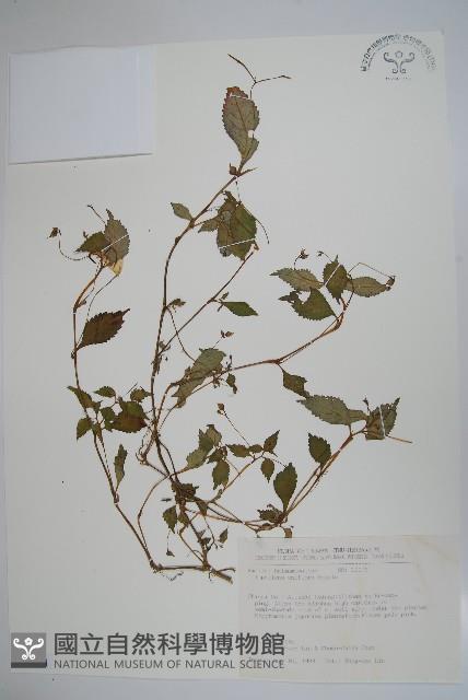 紫花鳳仙花藏品圖，第1張