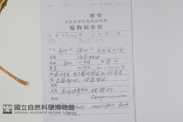 杏葉沙參藏品圖，第2張