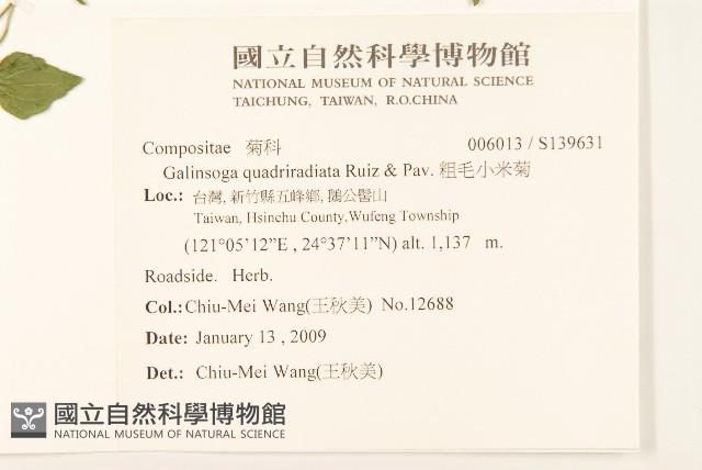 粗毛小米菊藏品圖，第2張