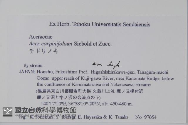 鵝耳櫪槭藏品圖，第2張