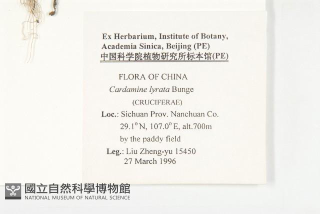 水田碎米薺藏品圖，第2張