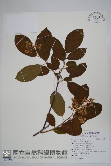 厚殼樹藏品圖，第1張