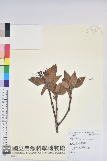 玉山杜鵑藏品圖，第1張