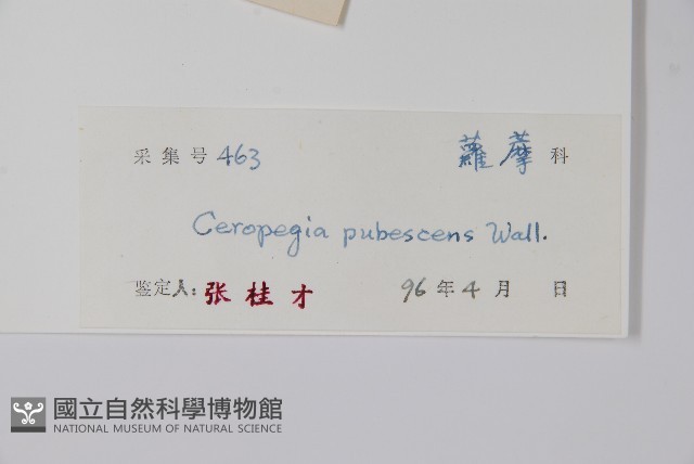 西藏吊燈花藏品圖，第2張