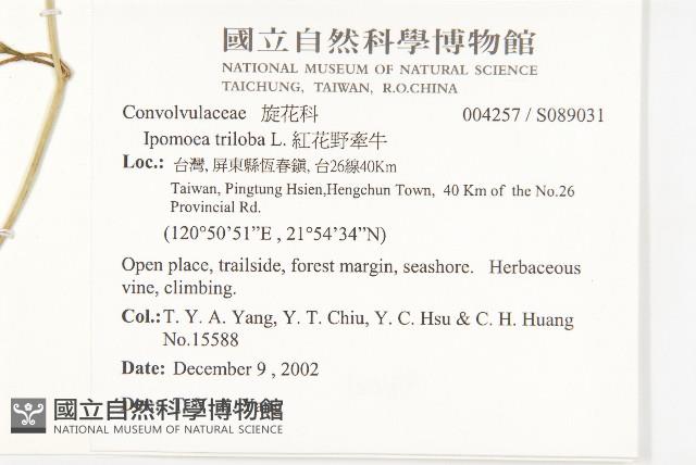 紅花野牽牛藏品圖，第2張