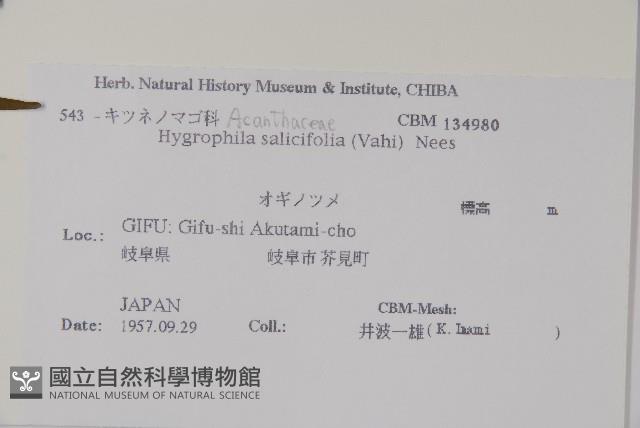 柳葉水蓑衣藏品圖，第2張