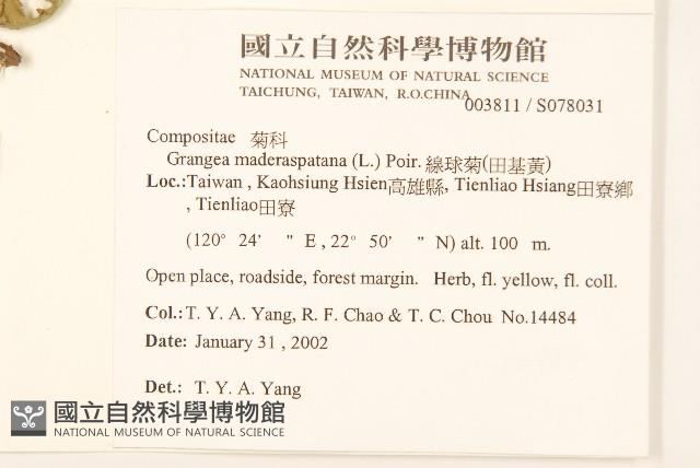 線球菊、田基黃藏品圖，第2張