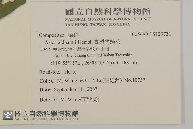 臺灣狗娃花藏品圖，第2張