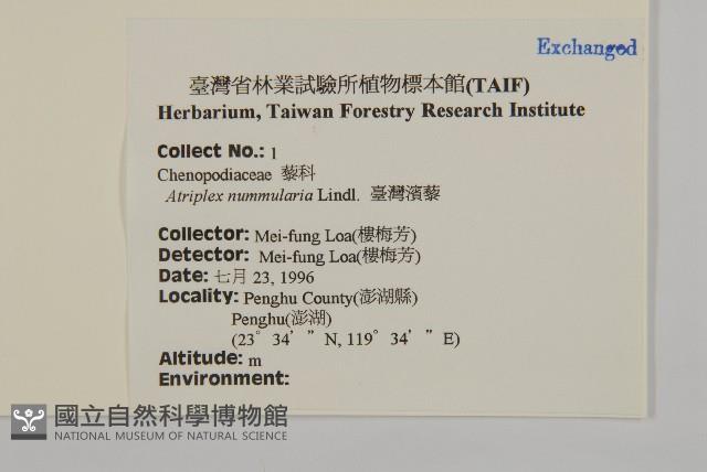 臺灣濱藜藏品圖，第2張