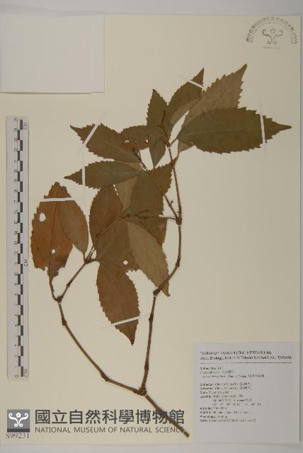 草珊瑚、紅果金粟蘭藏品圖，第1張