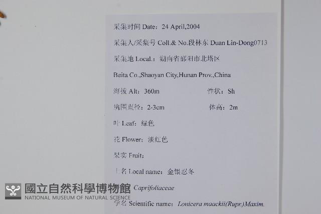 金銀忍冬藏品圖，第2張