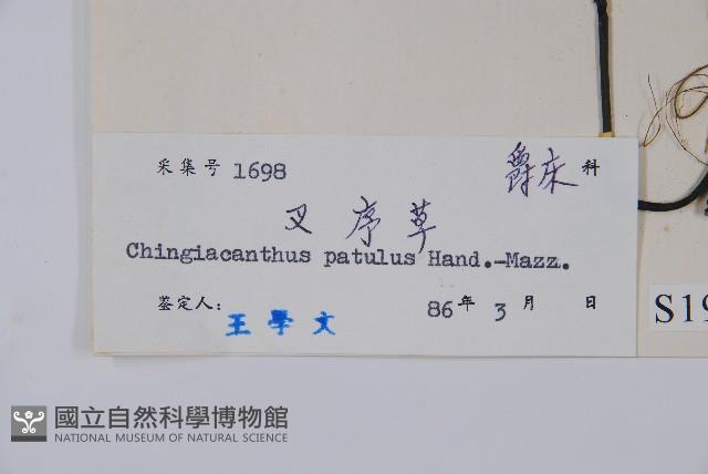 叉序草藏品圖，第2張