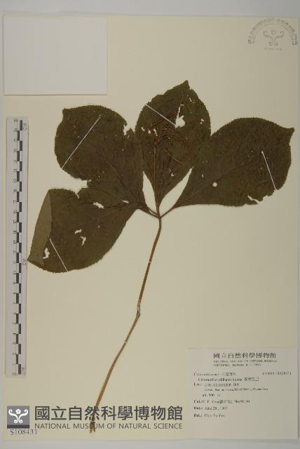 臺灣及己藏品圖，第1張