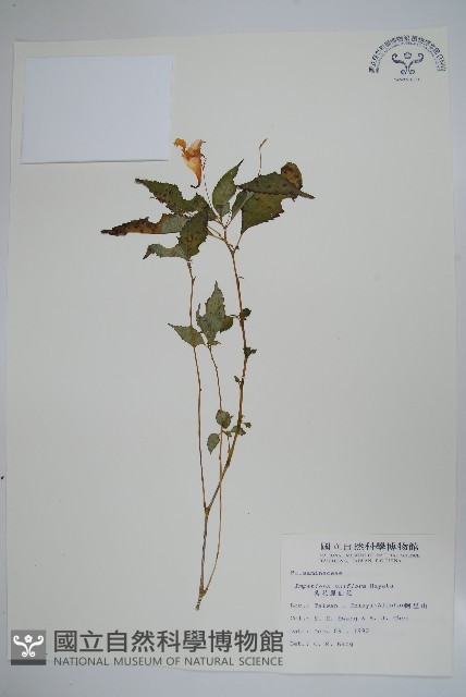 紫花鳳仙花藏品圖，第1張